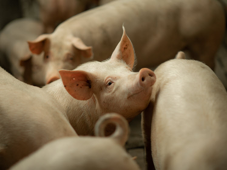Swine Expert Update: Virale mutaties-recombinaties; gevolgen voor de praktijk